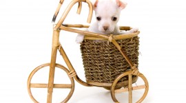 Dogs In Basket Wallpaper For PC