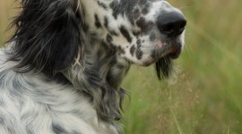 English Setter Wallpaper For Android