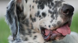 English Setter Wallpaper For IPhone Free