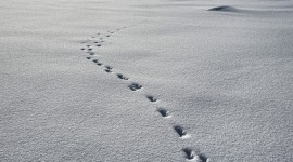 Footprints In The Snow Photo