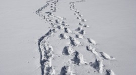 Footprints In The Snow Photo#4