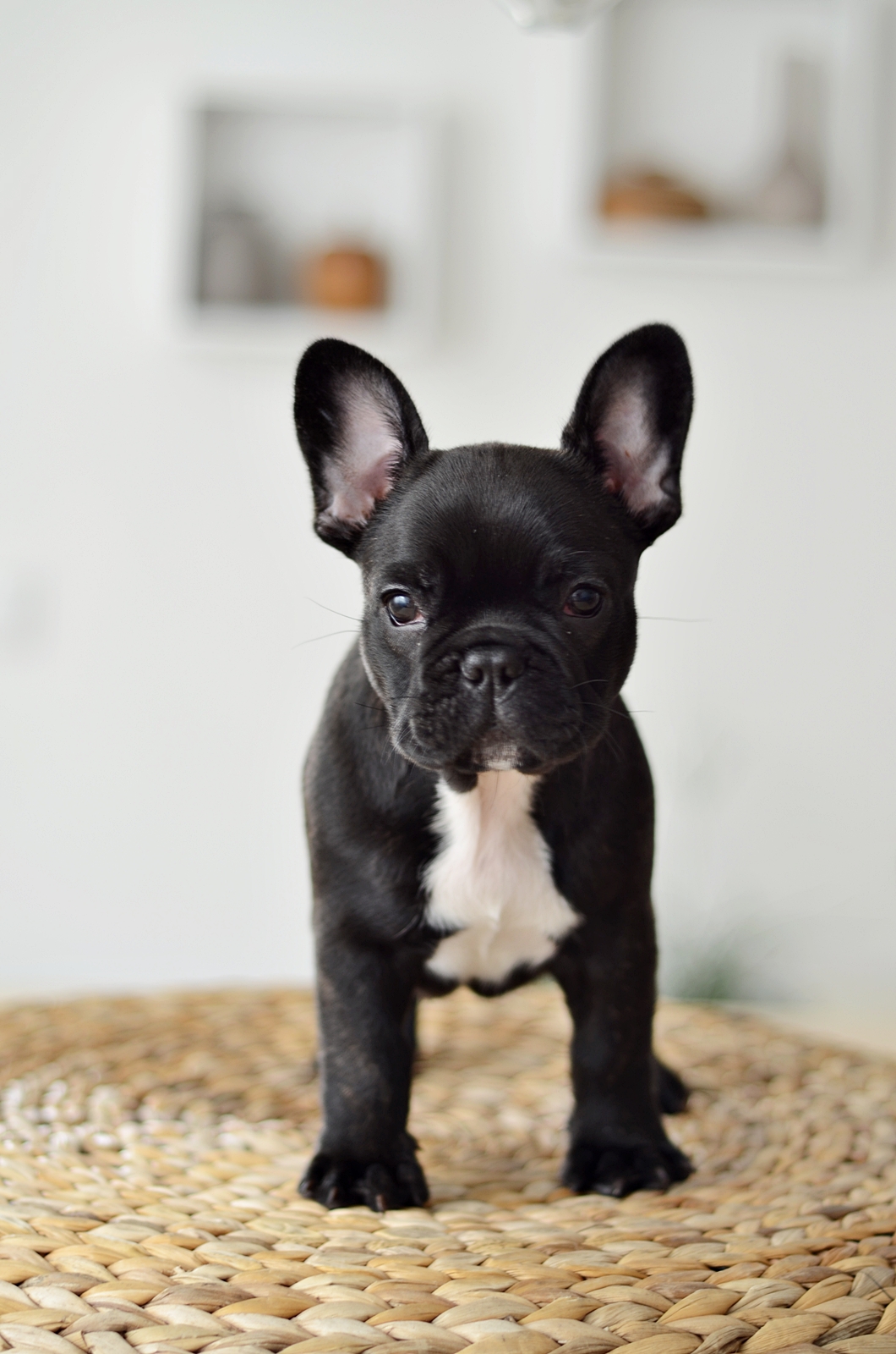 French Bulldog Wallpapers High Quality | Download Free