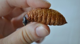 Fried Insects Wallpaper Full HD