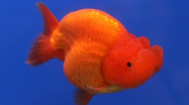 Golden Fish Photo