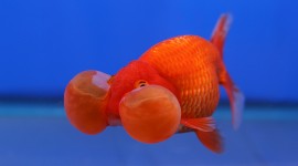 Golden Fish Photo Download