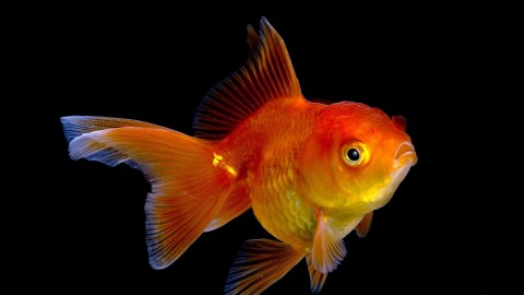 Golden Fish wallpapers high quality