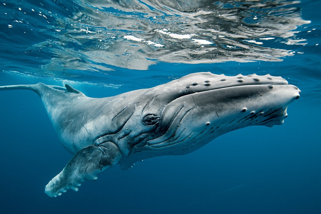 Humpback Whale wallpapers HD