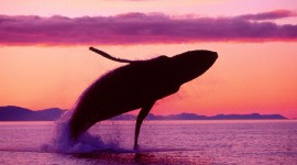 Humpback Whale Photo