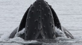 Humpback Whale Photo#2