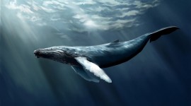 Humpback Whale Wallpaper Background