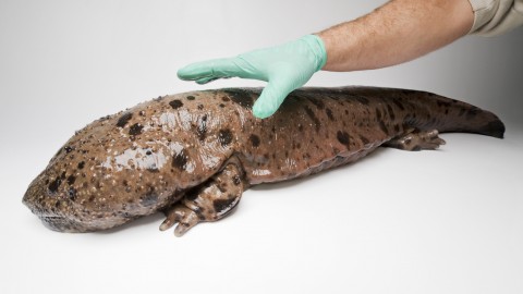 Japanese Giant Salamander wallpapers high quality