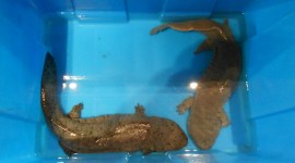 Japanese Giant Salamander Pics