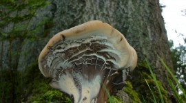 Mushroom Glade Photo