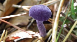 Mushroom Glade Photo Download