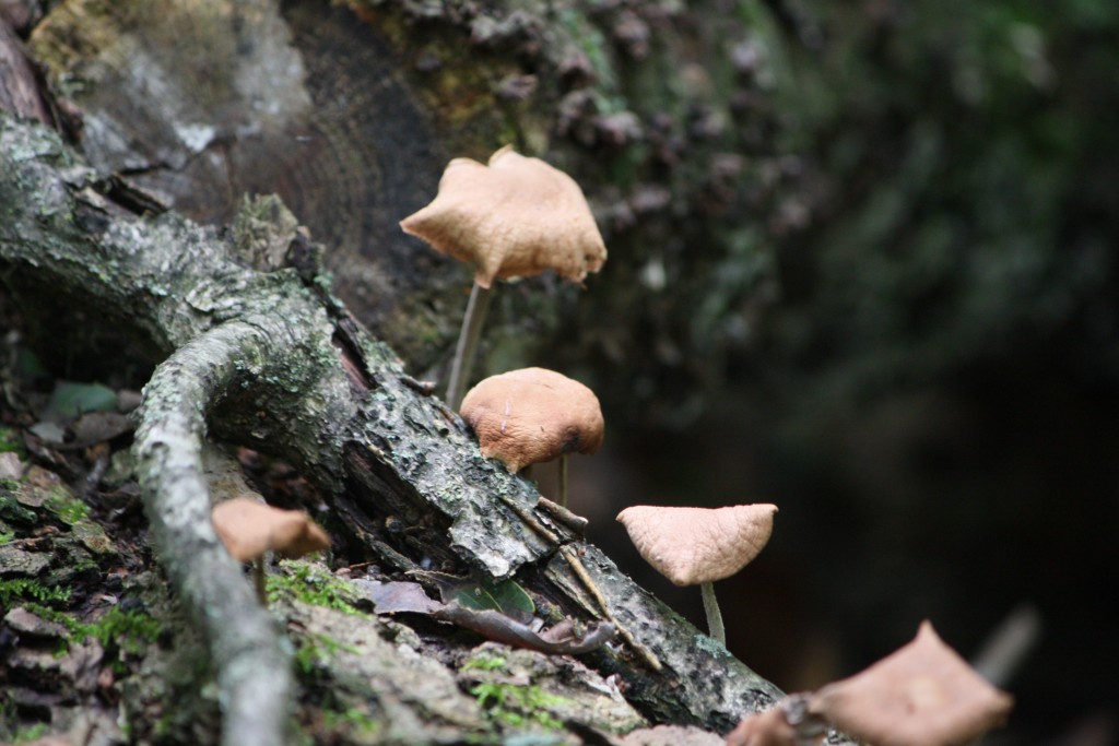 Mushroom Glade wallpapers HD