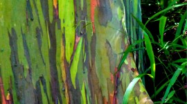 Rainbow Eucalyptus in Hawaii Wallpaper 1080p