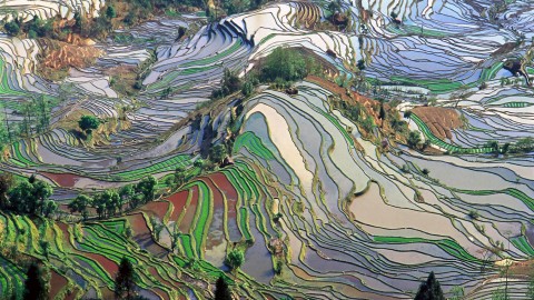 Rice Terraces wallpapers high quality