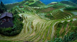 Rice Terraces Photo