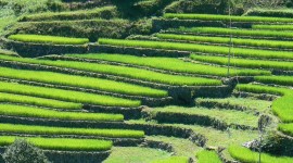 Rice Terraces Wallpaper For IPhone