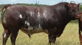 Shorthorn Cow High Quality Wallpaper