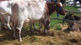 Shorthorn Cow Wallpaper Download