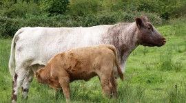 Shorthorn Cow Wallpaper Download Free