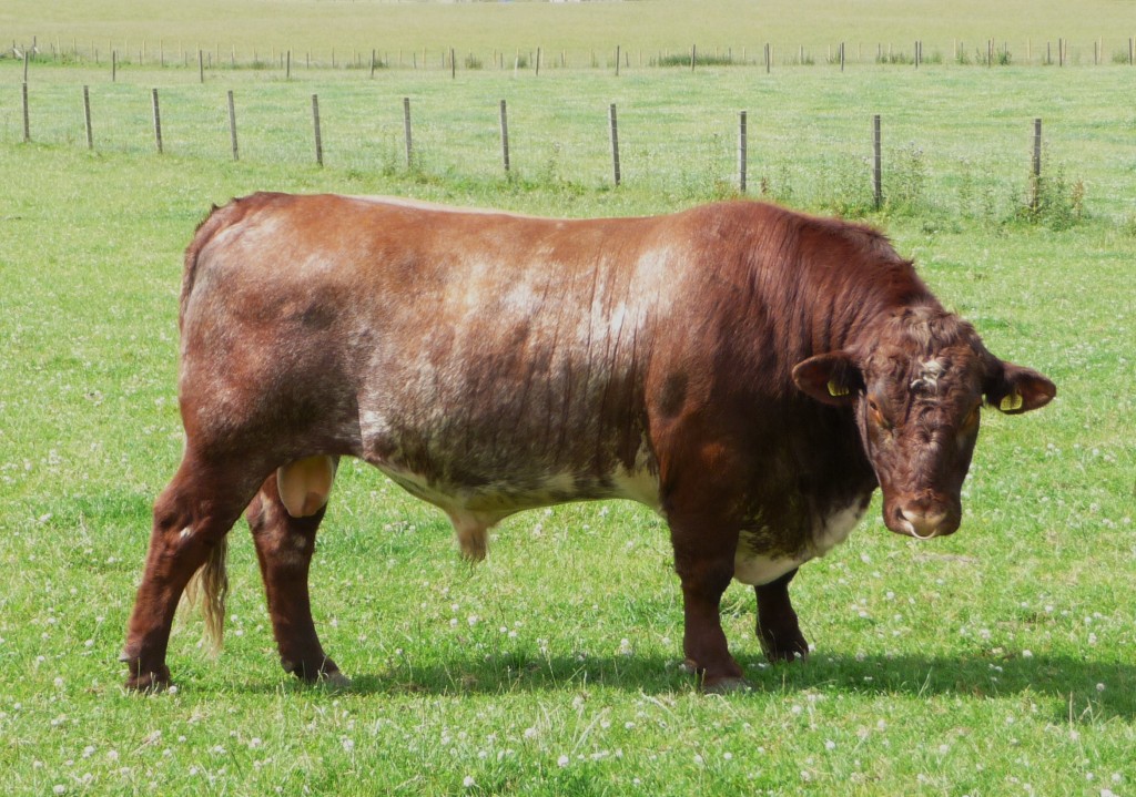 Shorthorn Cow wallpapers HD
