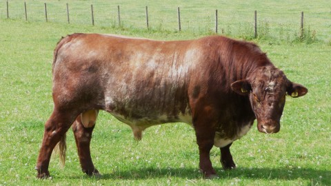 Shorthorn Cow wallpapers high quality