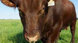 Shorthorn Cow Wallpaper For IPhone