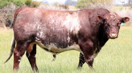 Shorthorn Cow Wallpaper Full HD