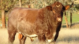 Shorthorn Cow Wallpaper Gallery