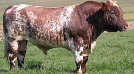 Shorthorn Cow Wallpaper High Definition