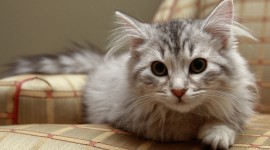 Siberian Cat Photo Download