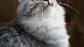 Siberian Cat Wallpaper For IPhone