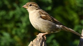 Sparrow Image