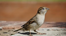 Sparrow Wallpaper 1080p