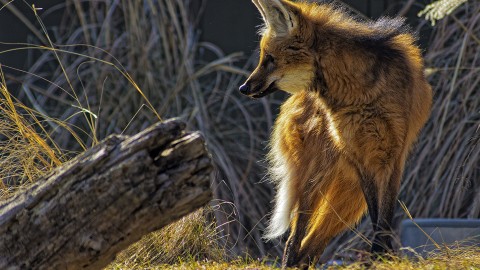 The Maned Wolf wallpapers high quality