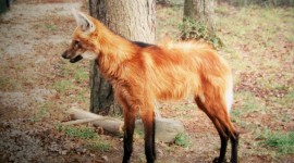 The Maned Wolf Photo Download