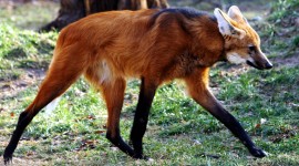 The Maned Wolf Wallpaper 1080p