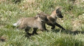 The Maned Wolf Wallpaper Download