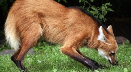 The Maned Wolf Wallpaper Download Free