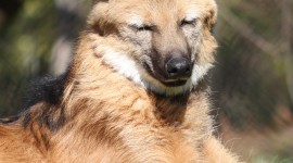 The Maned Wolf Wallpaper For IPhone