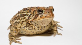Toad Wallpaper Download Free