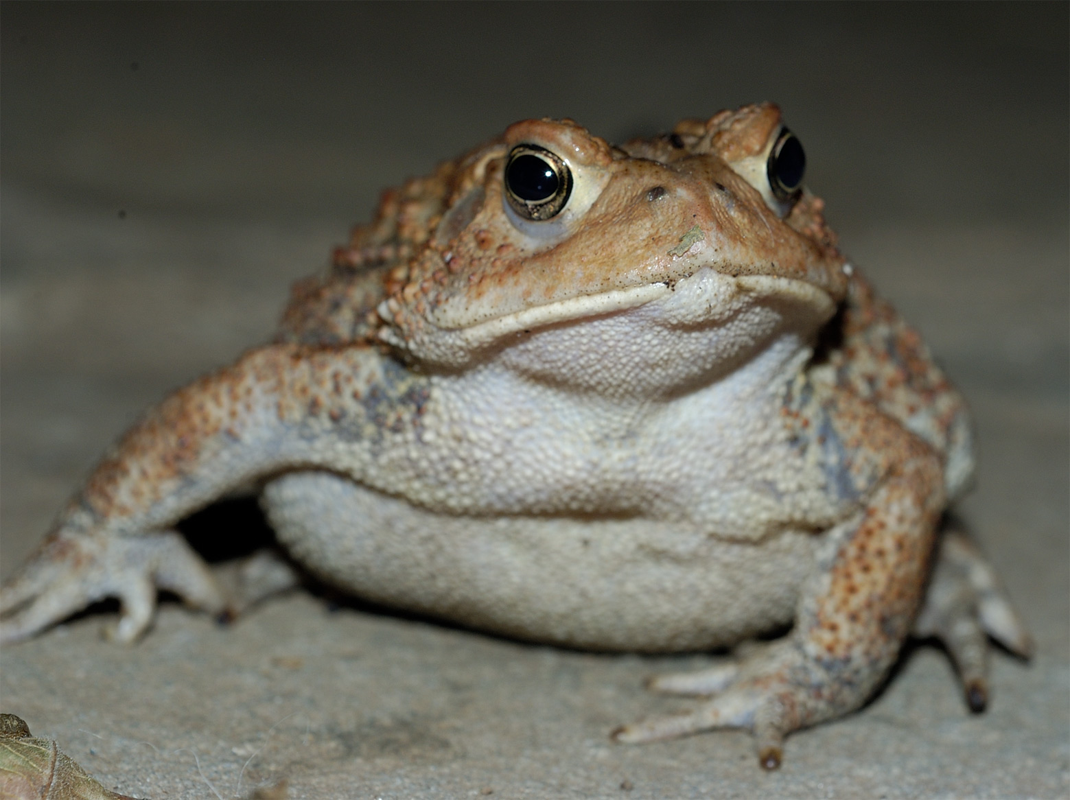 Toad for mac