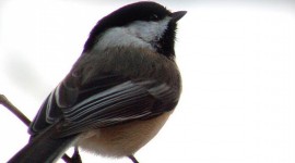 Tomtit Wallpaper For IPhone