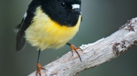 Tomtit Wallpaper For IPhone Free