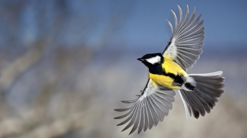 Tomtit wallpapers high quality