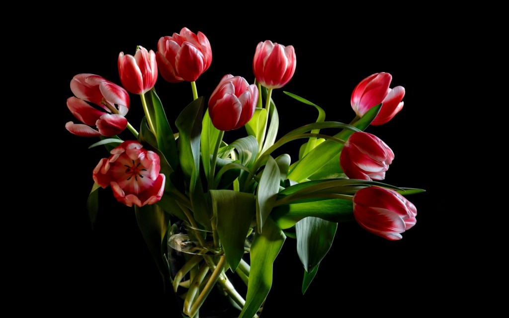 Tulips In A Vase wallpapers HD