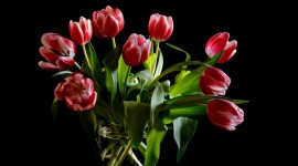 Tulips In A Vase Best Wallpaper