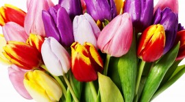 Tulips In A Vase Desktop Wallpaper